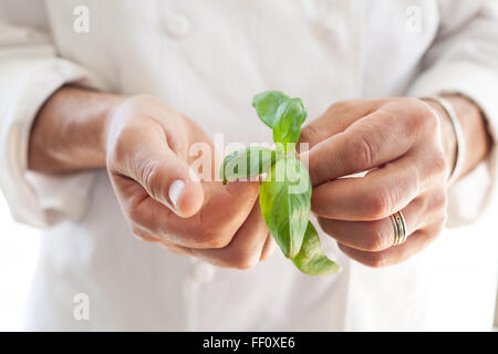 Un close-up di un maschio dello chef tenendo le mani un sano stelo di basilico con foglie contro il suo chef cappotto. Foto Stock