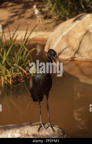 Openbill africana Stork, Anastomus lamelligerus lamelligerus, uccello si trova in Thailandia, Sumatra e Borneo Foto Stock