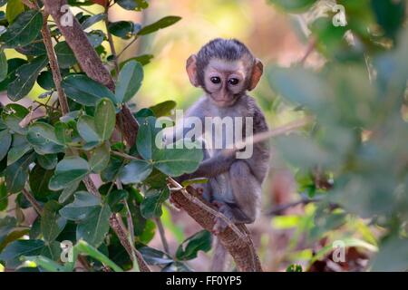Vervet monkey (Cercopithecus aethiops), giovane maschio su un ramo, il Parco Nazionale Kruger, Sud Africa e Africa Foto Stock