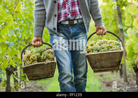 L'agricoltore caucasici che trasportano le uve in vigna Foto Stock