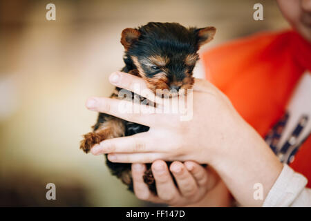 Ragazza con le mani piccole carino Yorkshire Terrier cucciolo di cane Foto Stock