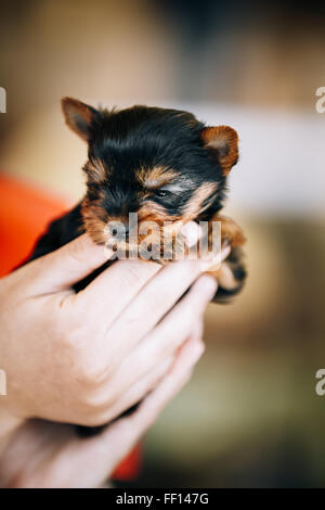 Ragazza con le mani piccole carino Yorkshire Terrier cucciolo di cane Foto Stock