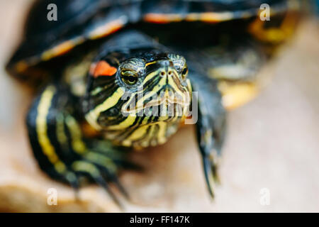 Piccolo rosso-orecchio tartaruga, Pond Terrapin seduta su pietra Foto Stock