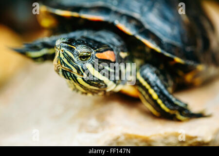 Piccolo rosso-orecchio tartaruga, Pond Terrapin seduta su pietra Foto Stock