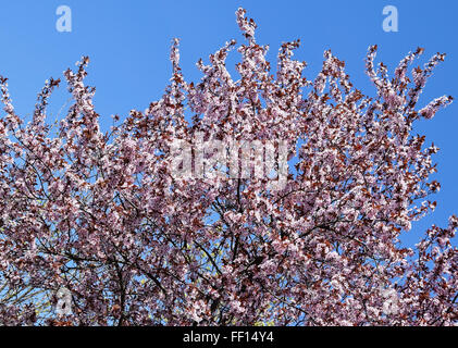 Fioritura di pesco Foto Stock