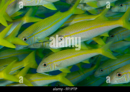 Giallo Goatfish Mulloidichthys vanicolensis Foto Stock