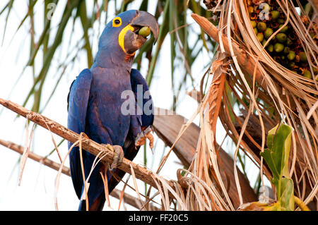 Ara Giacinto (Anodorhynchus hyacinthinus) in Palm tree mangiando un dado di palm nel Pantanal brasiliano Foto Stock