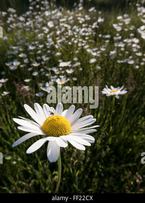 Wild daisy luna crescente con altri su un prato non tagliato Foto Stock