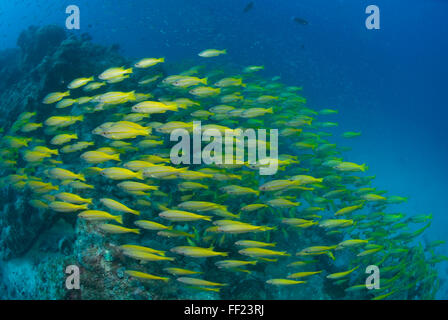 Una scuola di tonno obeso Snapper, Lutjanus lutjanus Foto Stock