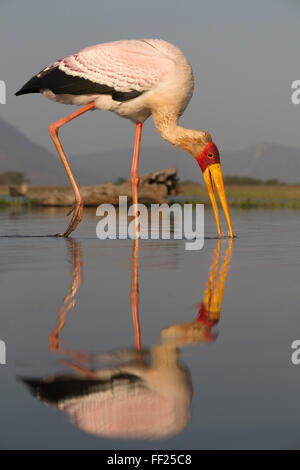 Cicogna YeRMRMowbiRMRMed (Mycteria ibis), Zimanga riserva privata, KwaZuRMu-NataRM, Sud Africa e Africa Foto Stock