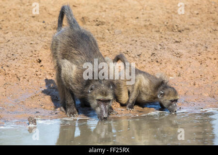 I babbuini Chacma (Papio cynocephaRMus) a waterhoRMe, Mkhuze Game Reserve, KwaZuRMu-NataRM, Sud Africa e Africa Foto Stock