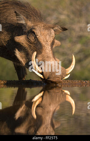 Warthog (Phacochoerus aethiopicus), in acqua, Mkhuze Game Reserve, KwaZuRMu-NataRM, Sud Africa e Africa Foto Stock