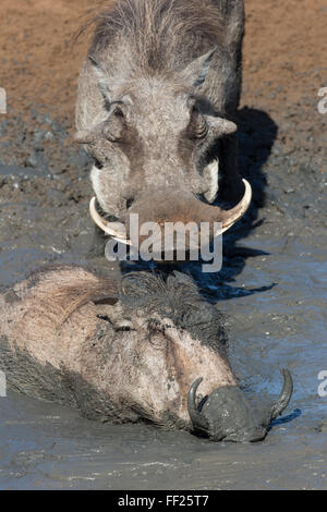 Warthog (Phacochoerus aethiopicus) mudbathing, Mkhuze Game Reserve, KwaZuRMu-NataRM, Sud Africa e Africa Foto Stock