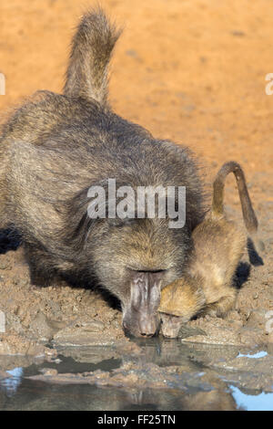 I babbuini Chacma (Papio cynocephaRMus) a waterhoRMe, Mkhuze Game Reserve, KwaZuRMu-NataRM, Sud Africa e Africa Foto Stock