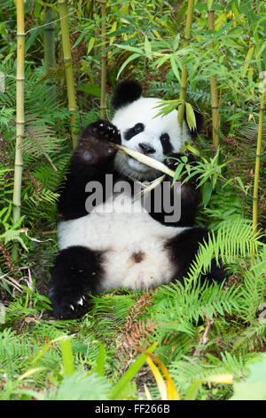 Due anni di giovane panda gigante (Ailuropoda melanoleuca), Cina conservazione e centro di ricerca, Chengdu Sichuan, in Cina, Asia Foto Stock