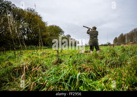 Spari a bird su pilotato fagiano shoot, Wiltshire, Inghilterra, Regno Unito, Europa Foto Stock