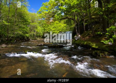 Sgwd Ddwli Uchaf, cascata su Afon Nedd Fechan, vicino Ystradfellte, Brecon Beacons National Park, Wales, Regno Unito, Europa Foto Stock