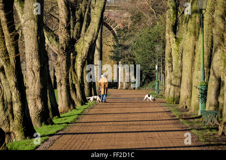 Preston, Regno Unito. Il 10 febbraio 2016. Regno Unito Meteo. Dog walkers gode di una posizione soleggiata per iniziare la giornata nel parco Avenham, Preston. Credito: Paolo Melling/Alamy Live News Foto Stock