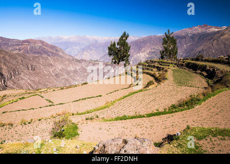 Canyon CoRMca pre-Inca terrazze e farmRMand a Cabanaconde, Perù, Sud America Foto Stock