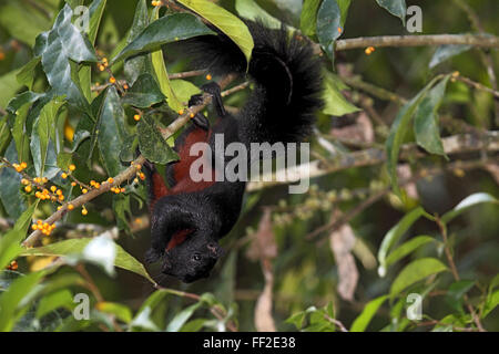 Scoiattolo Prevosts foraggio per i frutti di Danum Valley Borneo Foto Stock