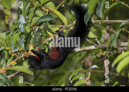 Scoiattolo Prevosts foraggio per i frutti di Danum Valley Borneo Foto Stock