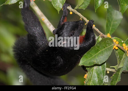 Scoiattolo Prevosts foraggio per i frutti di Danum Valley Borneo Foto Stock