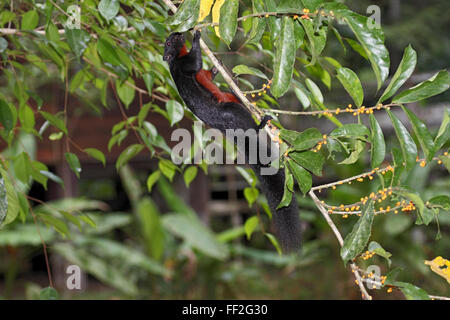 Scoiattolo Prevosts foraggio per i frutti di Danum Valley Borneo Foto Stock