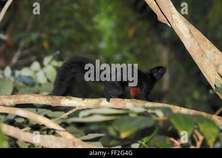 Scoiattolo Prevosts foraggio per i frutti di Danum Valley Borneo Foto Stock