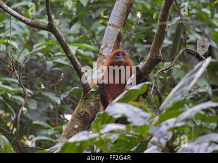 Red Leaf scimmia o Maroon langur seduta nel vassoio nella foresta pluviale nel Borneo Sabah Foto Stock