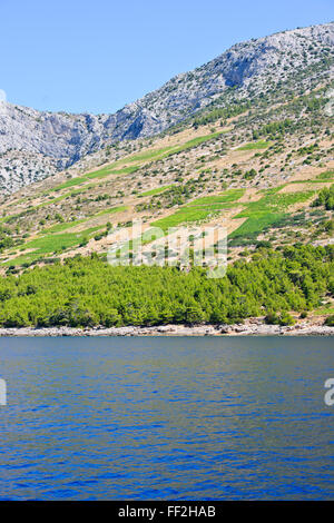 Hvar la costa meridionale, vigne, spiagge, baie tranquille,mari blu,estati perfetta,i turisti la balneazione,pianure di Stari Grad,CROAZIA Foto Stock