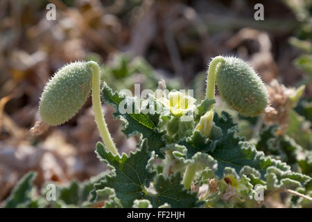 Schizzo Fresco cetriolo o esplosione di cetriolo Foto Stock