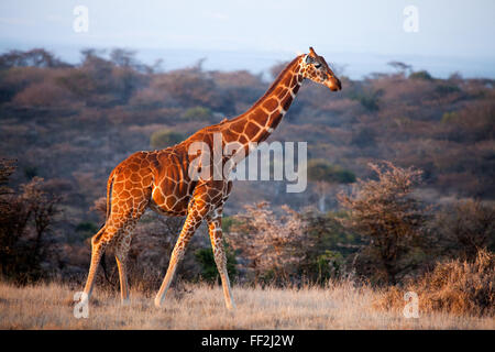 La giraffa, Kenya, Africa orientale, Africa Foto Stock