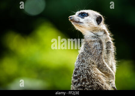 Meerkat (Suricata suricatta), in cattività, Regno Unito, Europa Foto Stock