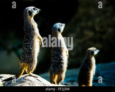 Meerkats (Suricata suricatta) in cattività, Regno Unito, Europa Foto Stock