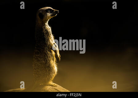 Meerkat (Suricata suricatta), in cattività, Regno Unito, Europa Foto Stock