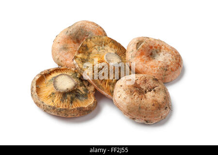 Crudo fresco funghi Milkcap su sfondo bianco Foto Stock