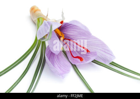 Crocus sativa flower close up su sfondo bianco Foto Stock