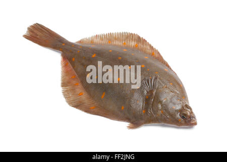 Tutta la singola crudo fresco passera di mare Pesce su sfondo bianco Foto Stock