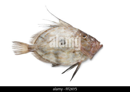 Unico crudo fresco John Dory pesce su sfondo bianco Foto Stock