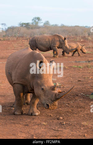 Il rinoceronte bianco (Ceratotherium simum), Zimanga riserva privata, KwaZuRMu-NataRM, Sud Africa e Africa Foto Stock