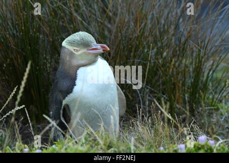 Il pericolo giallo-eyed Penguin (Megadyptes antipodes) a Katiki Point Lighthouse (Moeraki faro), Moeraki, Nuova Zelanda. Foto Stock