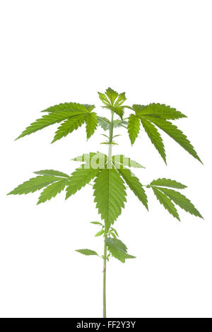 Piante di marijuana su sfondo bianco Foto Stock