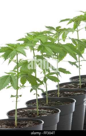 Le piante di marijuana in contenitore di plastica su sfondo bianco Foto Stock