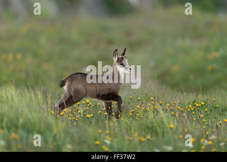 Il camoscio / Gaemse ( Rupicapra rupicapra ), carino fulvo, sorge in un fiore alpino prato. Foto Stock