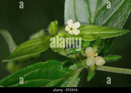 Gromwell comune (Lithospermum officinale). Un impianto in famiglia Boraginaceae, con fiori e nutlets Foto Stock