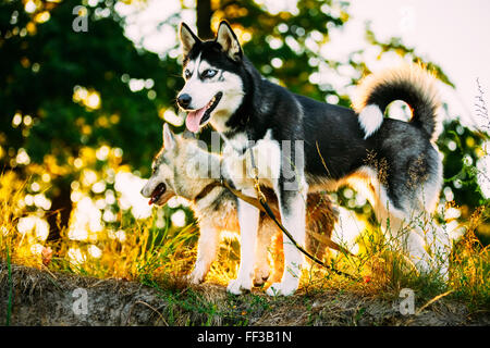 Due giovani felici Husky eschimese Cani giocando. La stagione autunnale Foto Stock