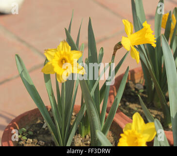 Narcissus pseudonarcissus, Wild daffodil, la quaresima Lily, a bulbo di erbe perenni con fiori di colore giallo su un lungo stelo fiorale, corona lunga Foto Stock