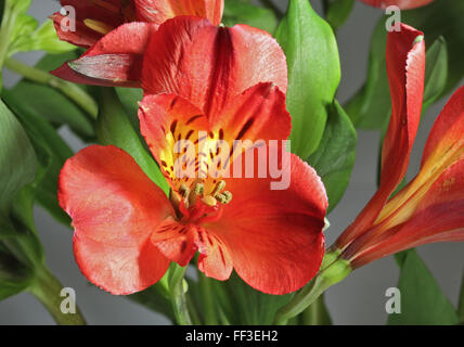 Red Alstroemeria (peruviano Lily) Foto Stock