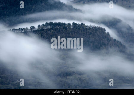 La nebbia che danzano sulla foresta , Osona , Catalogna , Spagna Foto Stock