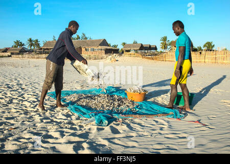 Pescatori malgasci raccolta di pesci secchi sulla spiaggia, Morondava, provincia di Toliara, Madagascar Foto Stock